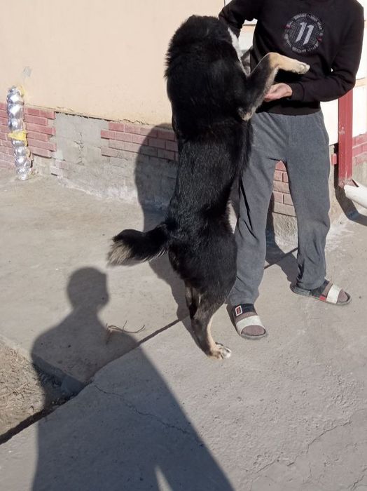 Собака 2 лет, ит 2 ëшар