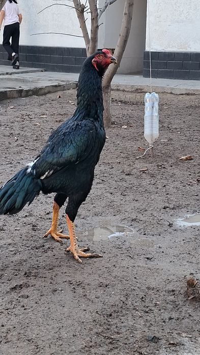 Дакан, бойцов...