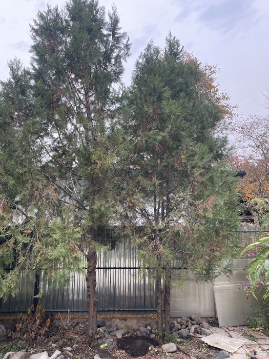 Туи брабант, туи смарагд продам дешево