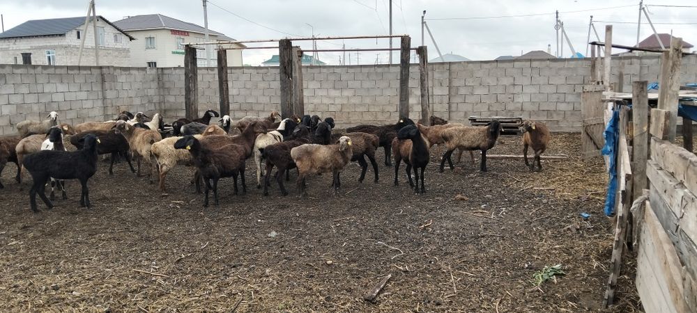 Продам баран оптом
