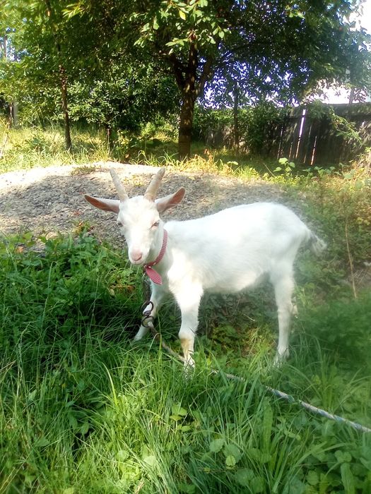 Țap de Rasă Saneen 1+1 Gratis