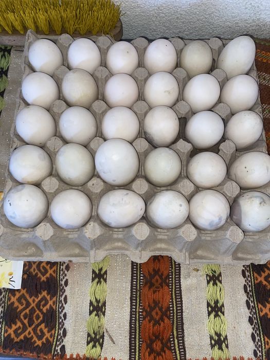 Oua de rațe romanești