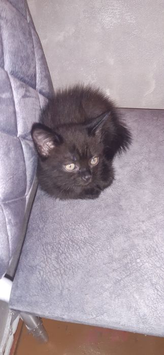 Продам котят не дорого