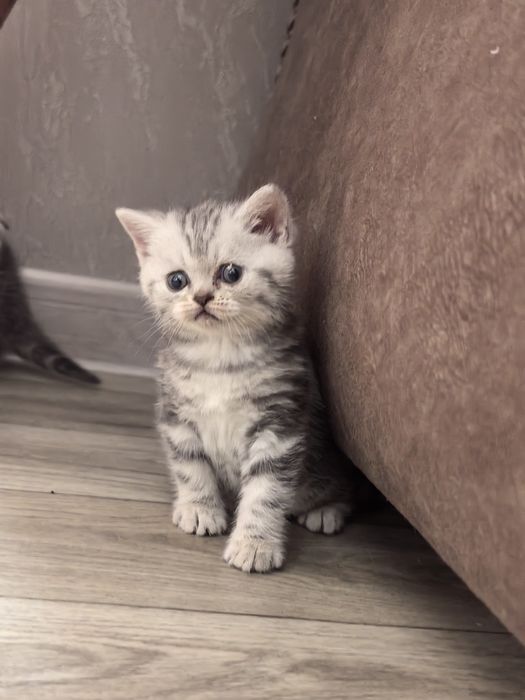 Продам котят (скоттиш страйт)