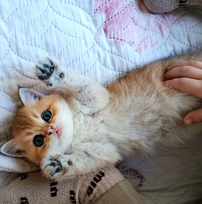 Залатисти шиншила