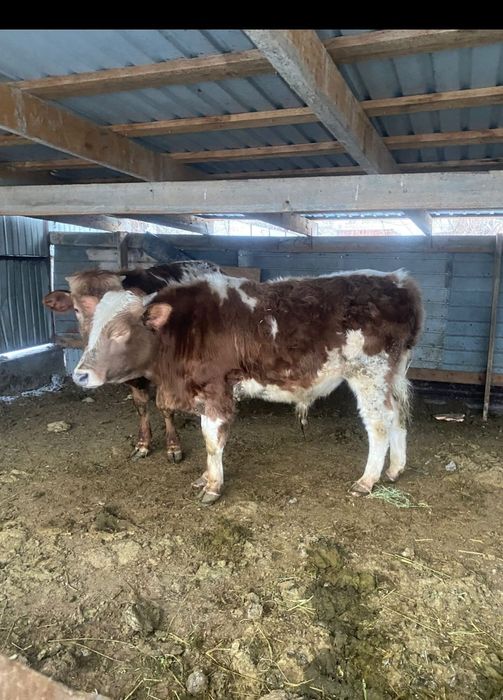 Продаётся 2 головы бычков