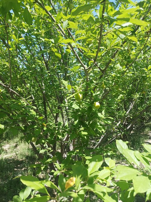 2 sotiq bino molxona 3 gektar bogi bilan