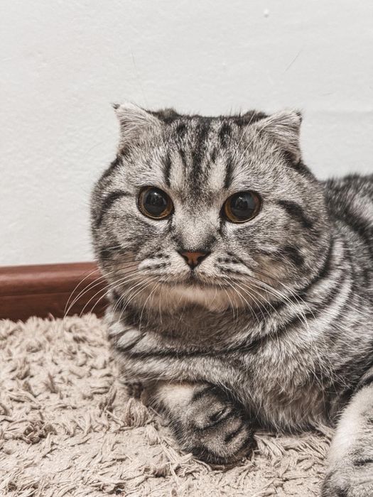 Кот шотландский вислоухий