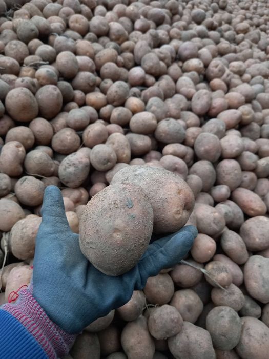 Cartofi roz și galbeni