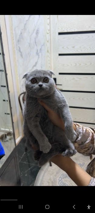 Porno juda yosh juftliklar