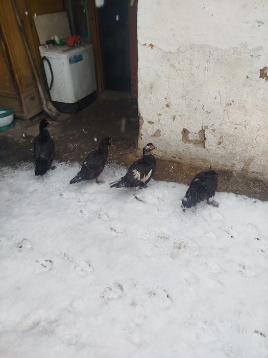 1 самка и 3 самец