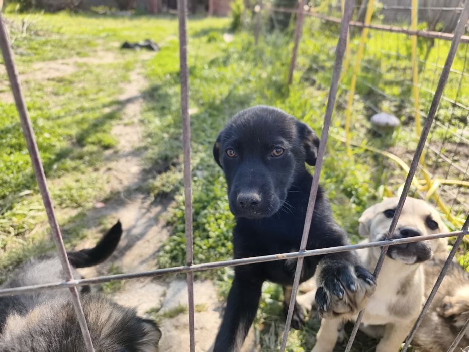 Donez pui de cățel (3 luni)