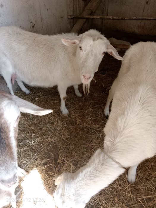 Арзан заанен сүтті ешкілері сатвлады