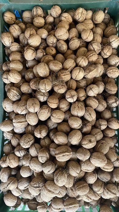 Орехи грецкие домашние