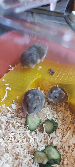 Vând hamster pitic