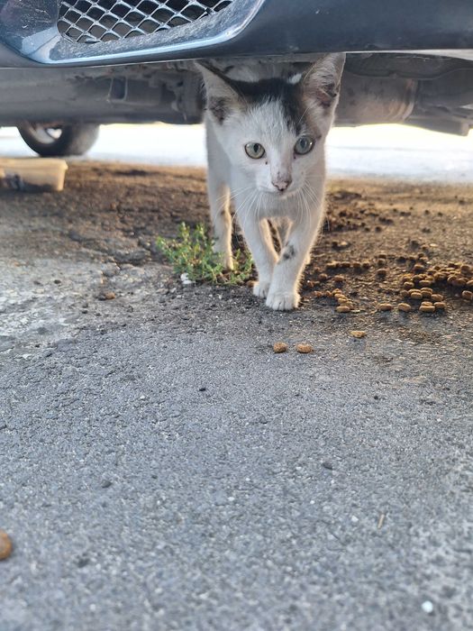 Подарявам мъжко котенце