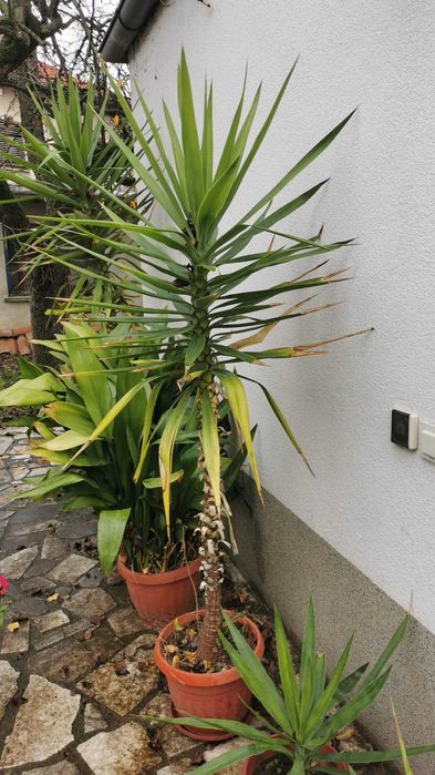 Палми Юка различни големини