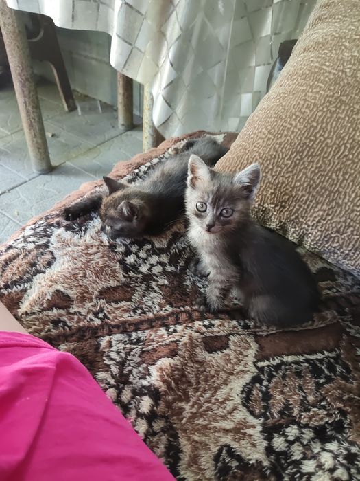 Отдам Котят в добрые руки