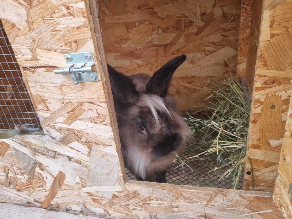 Cusca de iepuri cu iepuri totul automat