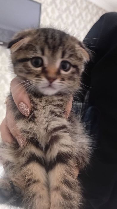 Продаётся котёнок вислоухий