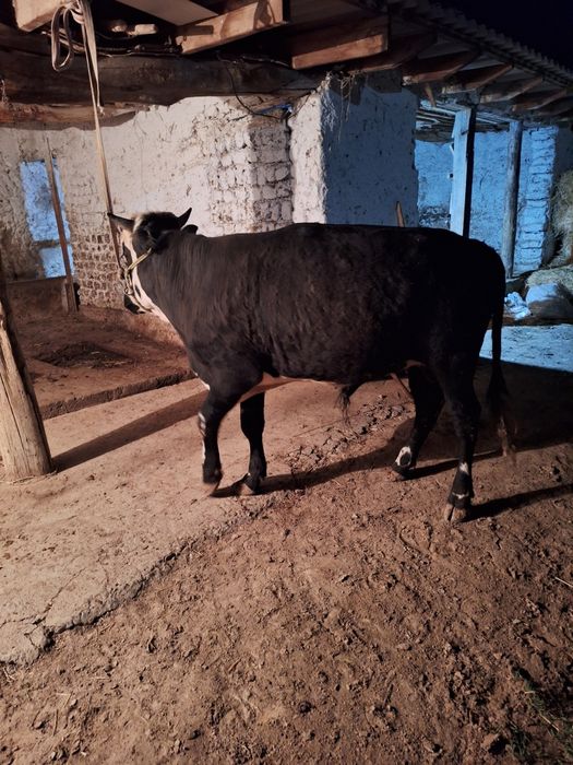 Семиз жемде турган букалар