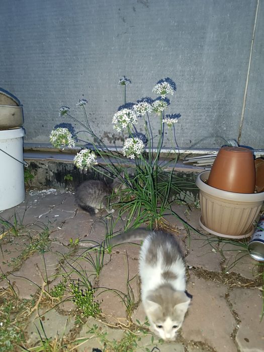 Отдам котят в добрые руки