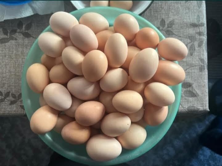 Ferma de găini rasă Issa Brown prima serie