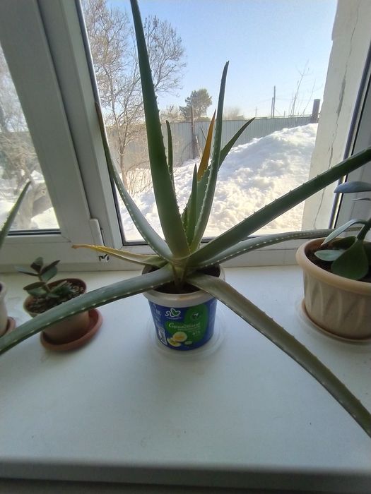 Лечебный цветок Алоэ