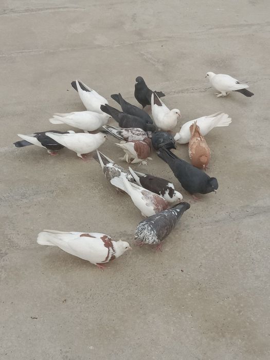 Каптарлар сотилади