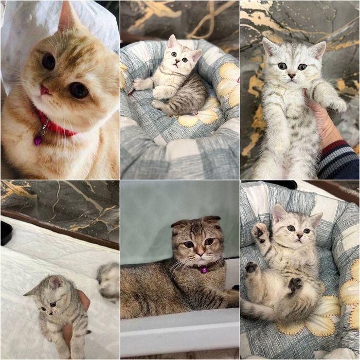 Skotsh strite 1,5 oyli otasi chetdan obkelingan