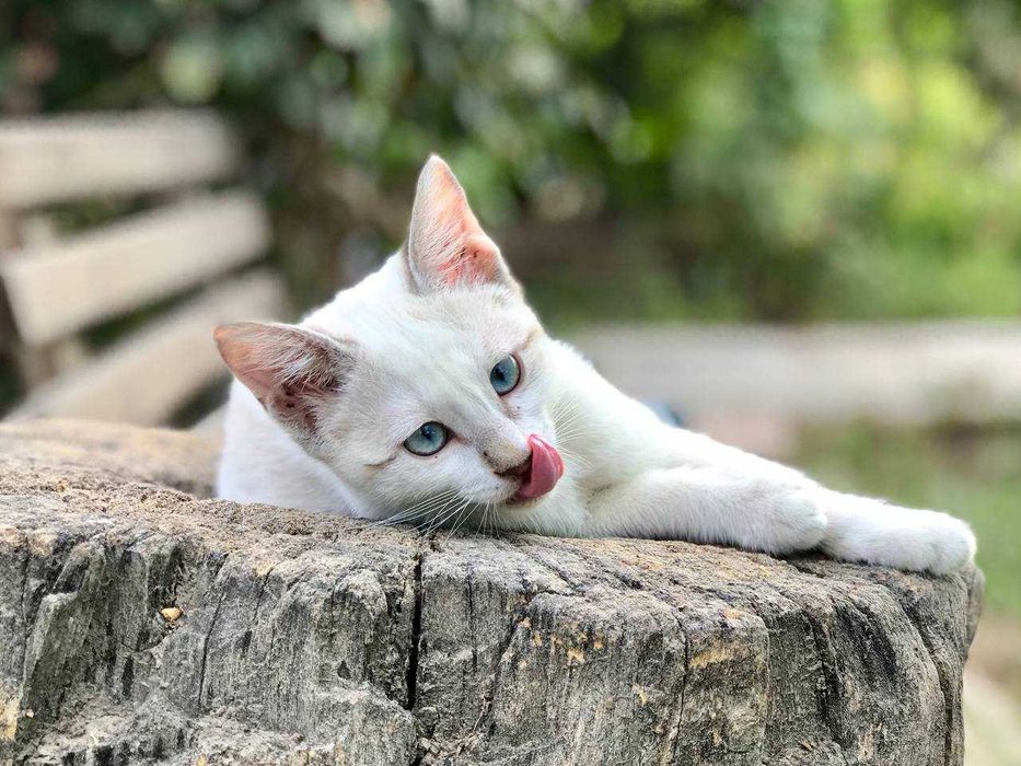 Последнии котята из помета