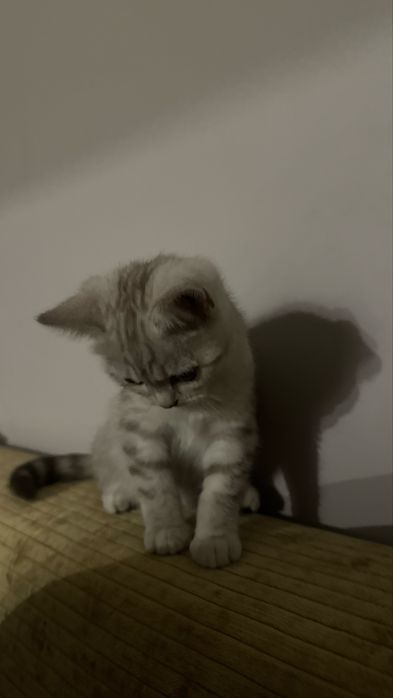 Шотландская кошечка