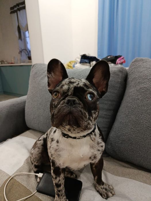 Продам щенка французский бульдог