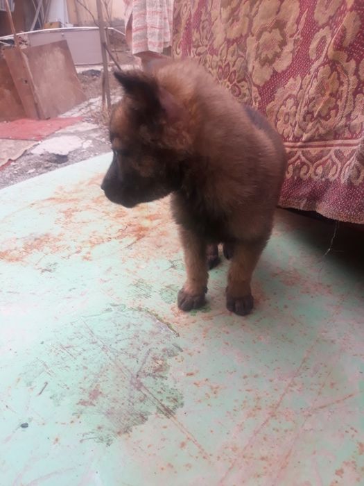 Afcharka beldiyeskiy malinua prodayotsiya ne doroga