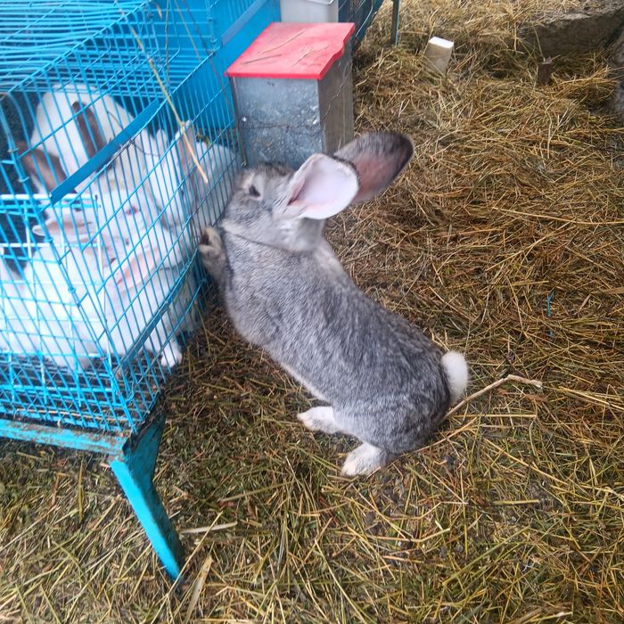 Vind schimb iepuroi 7.5  kg