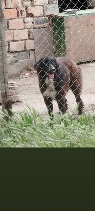 Подарявам кученца