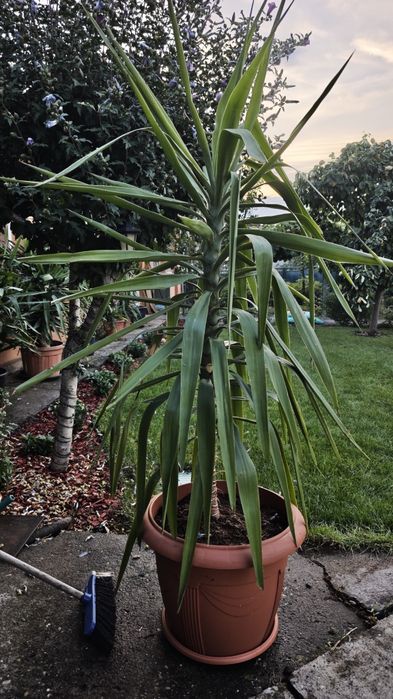 Vând plante yucca 170-180cm