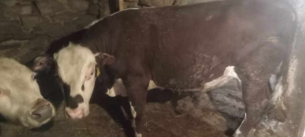 Бордақта тұрған бұқа, сиыр