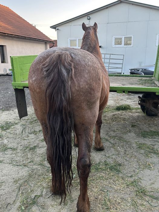 De vanzare iapă merge pe 11 ani