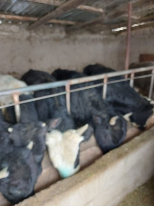 Продам полторагодовалых бычков