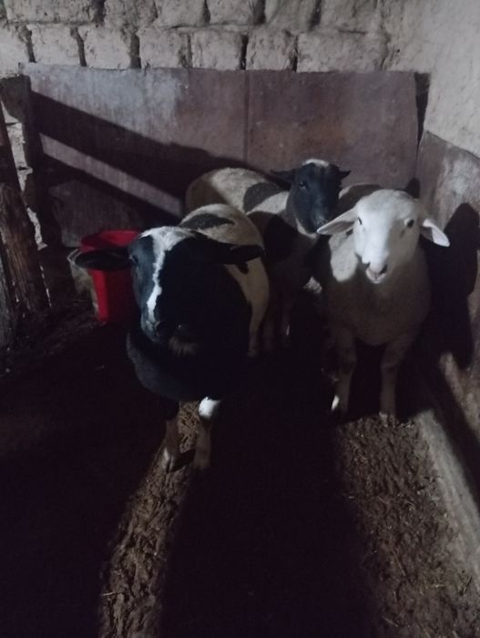 Ягнята породы Дорпер