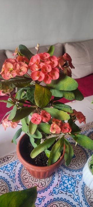 Продам цветы комнатные