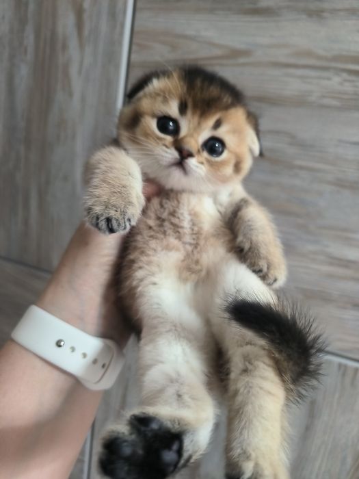 Котята от правильной вязки