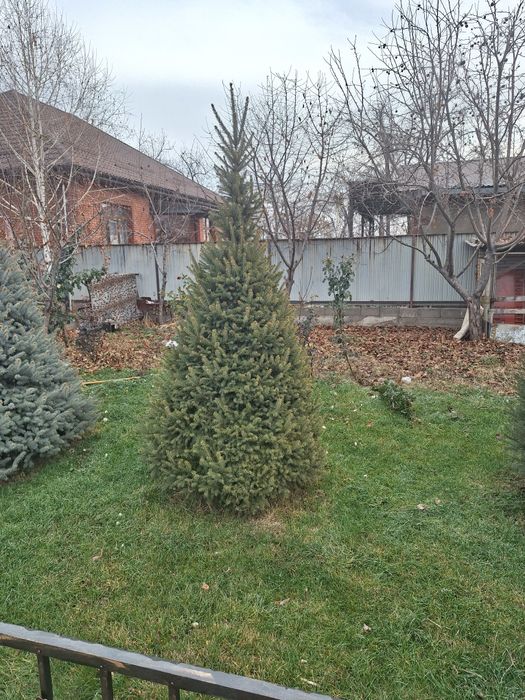 Живые елки разная цена