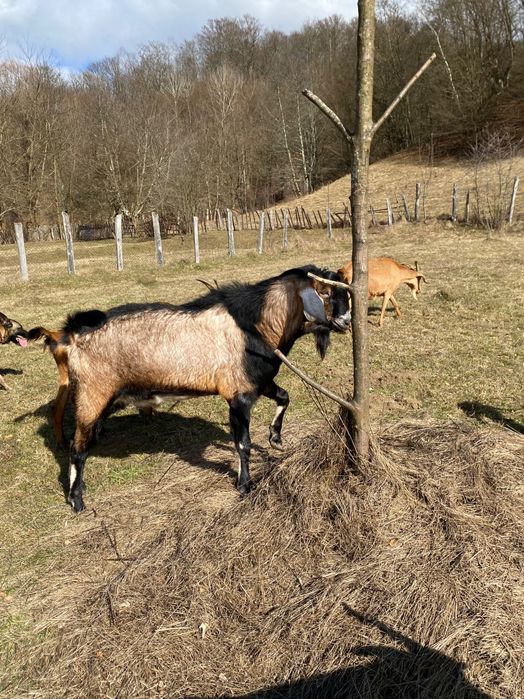 Iezi Anglo nubian metis cu alpin francez