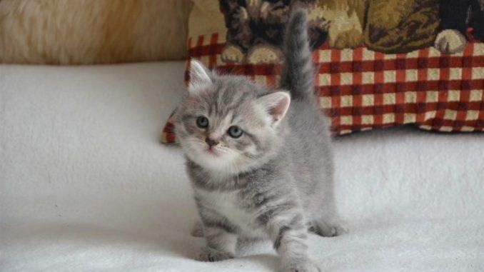 Шотланцы 1,5 месяцев.