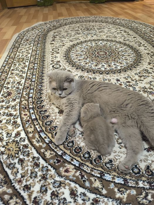 Продам шотланских котят