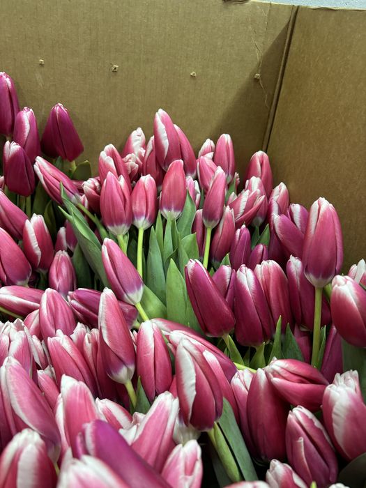 Тюльпаны Петропавловск