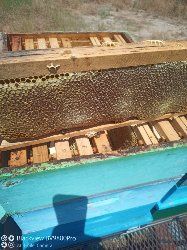 Домашен пчелен мед