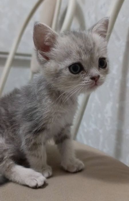 Котята  1,5 месяца недорого